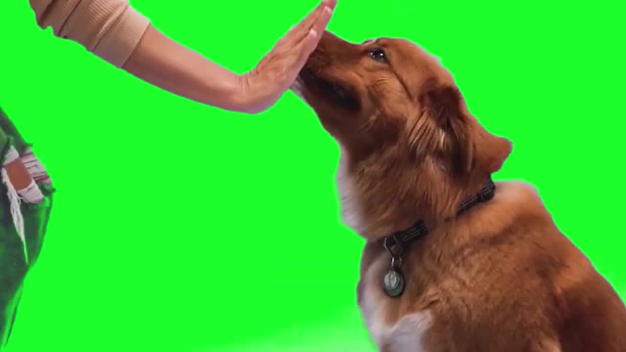 Green screen dog training