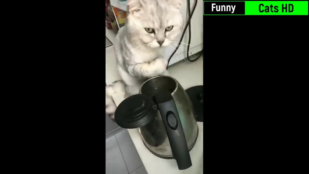 Funniest Cats - Best Of The 2022