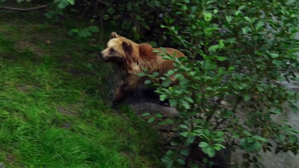 In nature crossing the alone Xbrown bear river