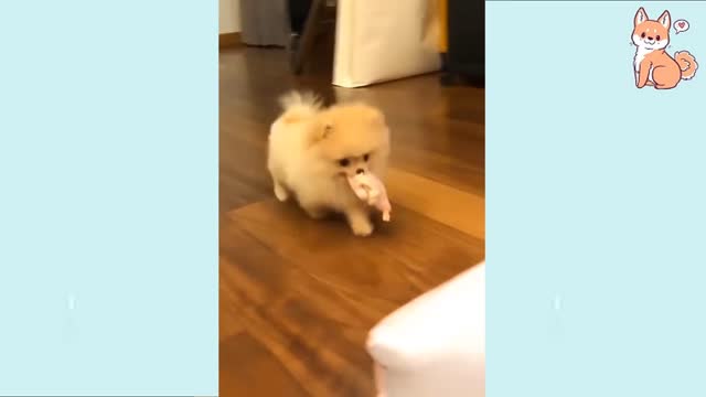 Cute funny dogs with their daily life funs 😝😝try not to laugh🤣🤣