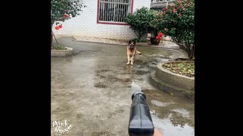 CUTE PETS SERIES: LOOK HIM PLAYING WITH WATER GUN