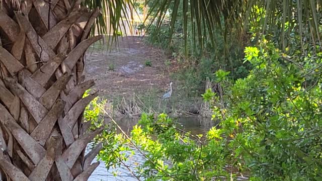 Blue Heron hanging on the bank