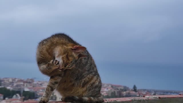 Funny cat sitting in the beach side videos 😂😂