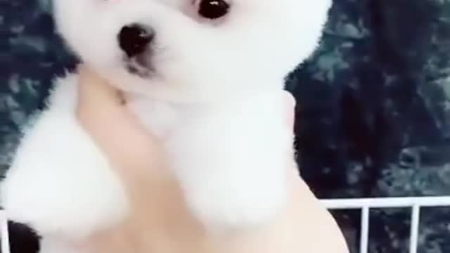 AWWW WHAT A CUTE PUPPY FROM TIKTOK 😍😍😍😍💙💙😍😍😍😍