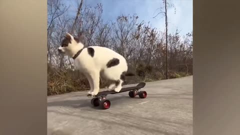 Very funny animals 🤠