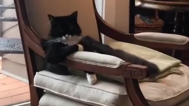 black cat