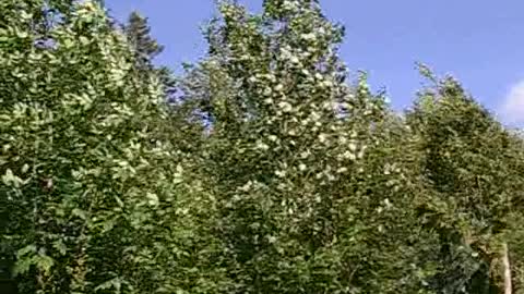 Camp Chick woods 8
