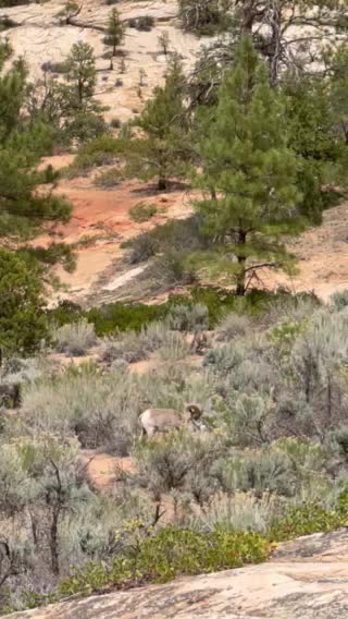 Mountain goat in Zion National Park
