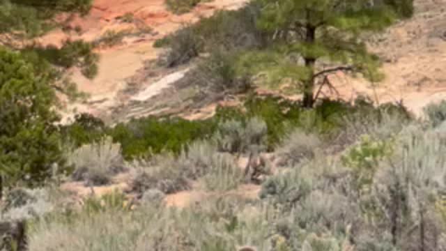 Mountain goat in Zion National Park