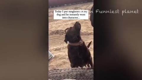 Animal Comedy Video 2024