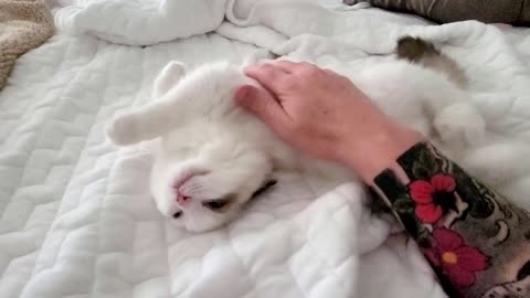 Relax for one minute with this sleepy kitten