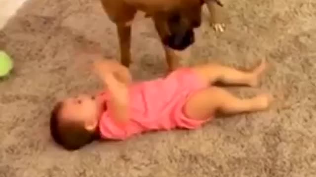 Funny dogs Take care Baby Fail