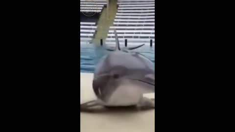 Cute Dolphin showing love by kissing trainers