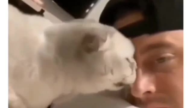 I am a big Fan for that last scream🤣🤣. Funny cat videos.#cats