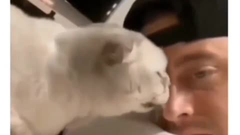 I am a big Fan for that last scream🤣🤣. Funny cat videos.#cats