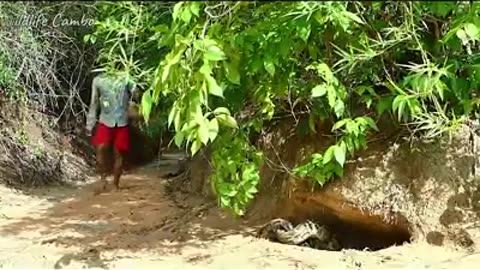 Komodo dragon gets attacked by a snake