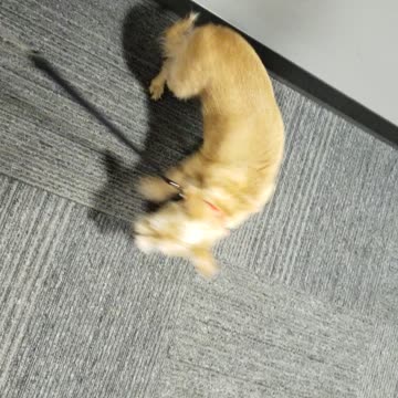 Dog Racing the Hallway