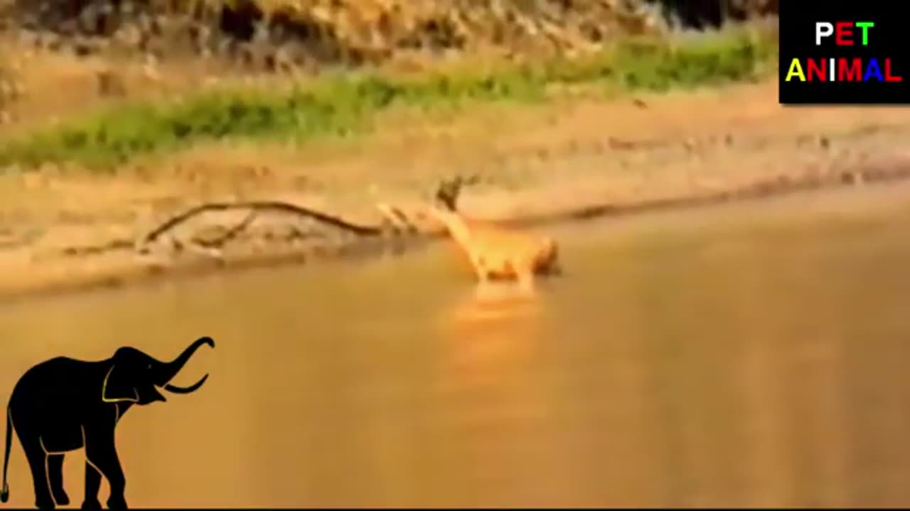 Hippo save deer vedio