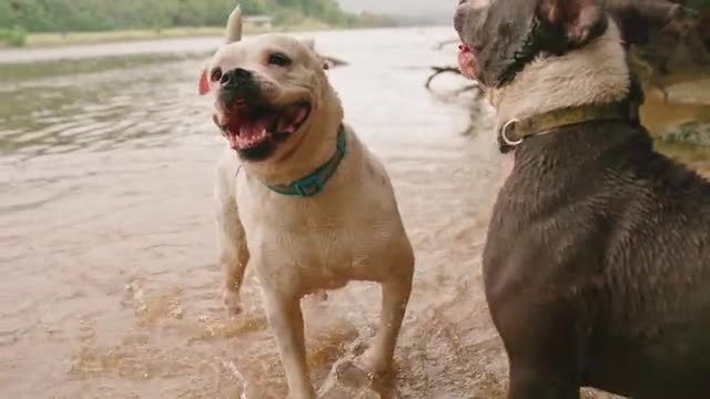 two dogs playing