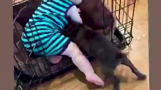 Funny dog and funny baby video.