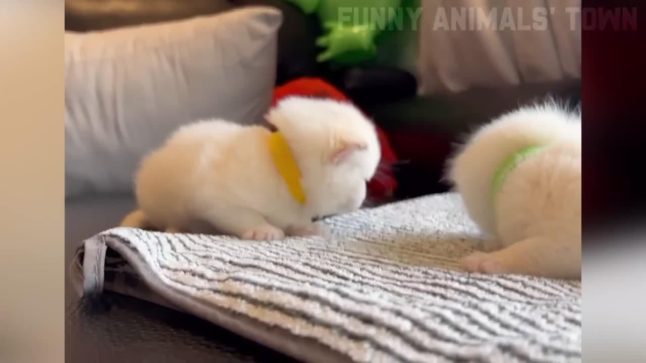 Funny cute animal