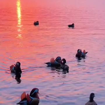 Nice aix galericulata II