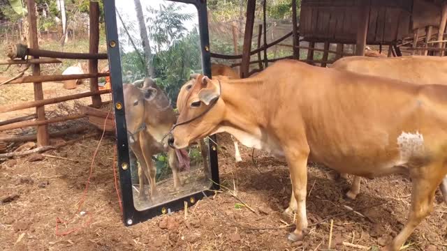 Cow mirror prank