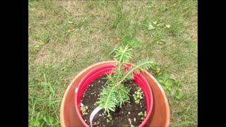 To Be Fragrant Balsam Fir August 2021