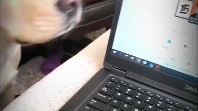 viral videoππππ I love dog #short Dog vGuy favorite toy ORIGINAL