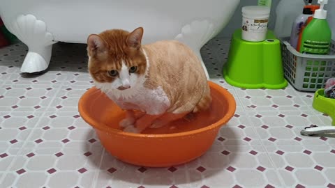 Cats bathing themselves