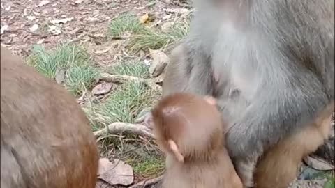 Amazing Monkey Live In The Forest That We Should Be Care