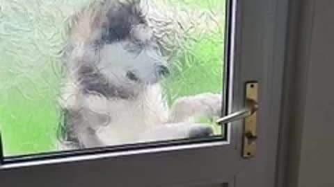 I'm sick of following my dreams, man is noped the Dog