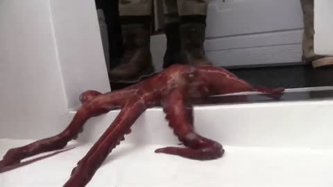 Cunning octopus