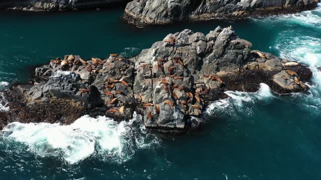 Drone Footage of Seals Laying on an Oceanic Landform