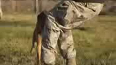 Army dog train