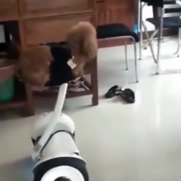 Puppies, Cats, Kittens, Dogs, Dogs and cats compilation going crazy 2021