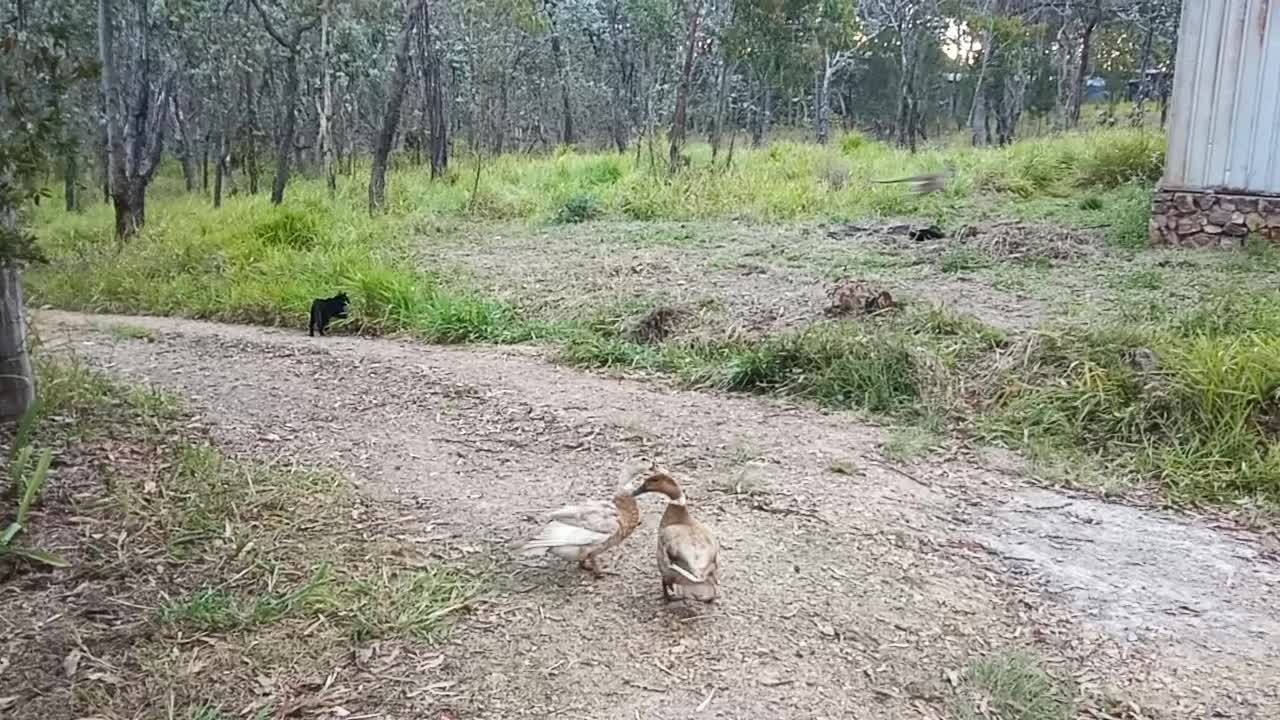 Two Ducks, a Kangaroo and Black Cat