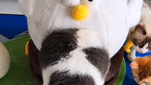 The kitten is taking a nap and the earth is circling