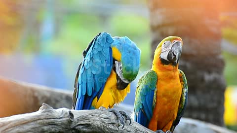 Two parrot chatting.