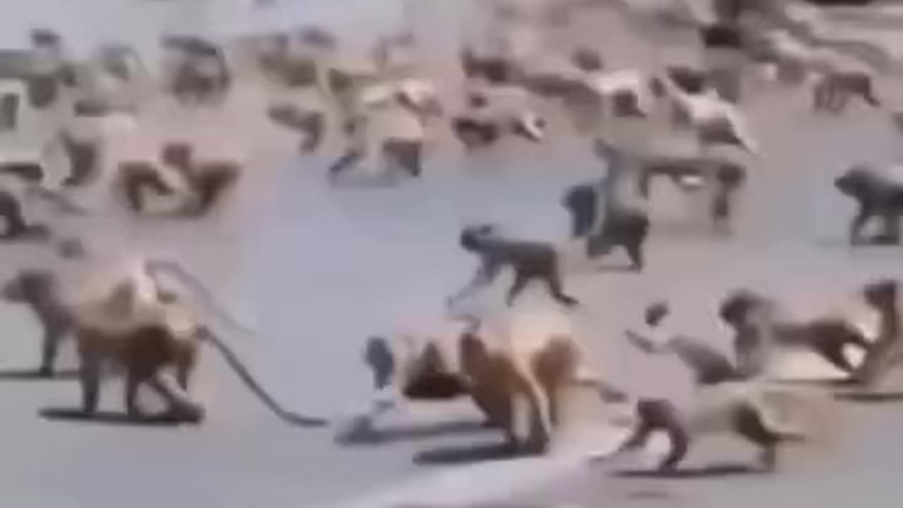 Monkey vs dogs funny videos