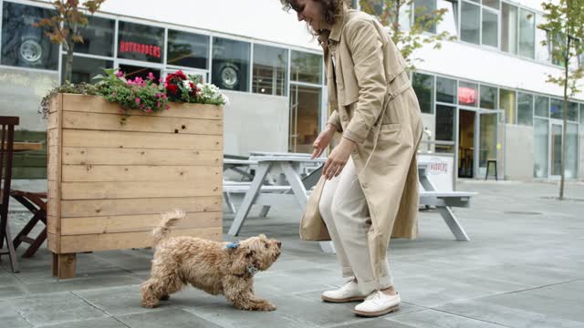 Dog Jumping Towards Her Masterr