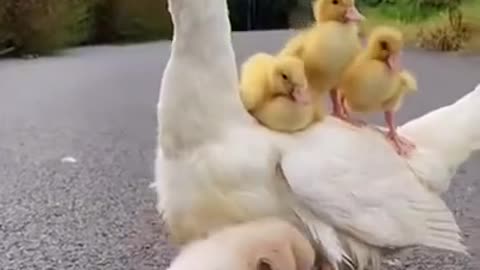 Cute puppy's and ducks videos