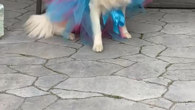 Dog prank videos funny animals