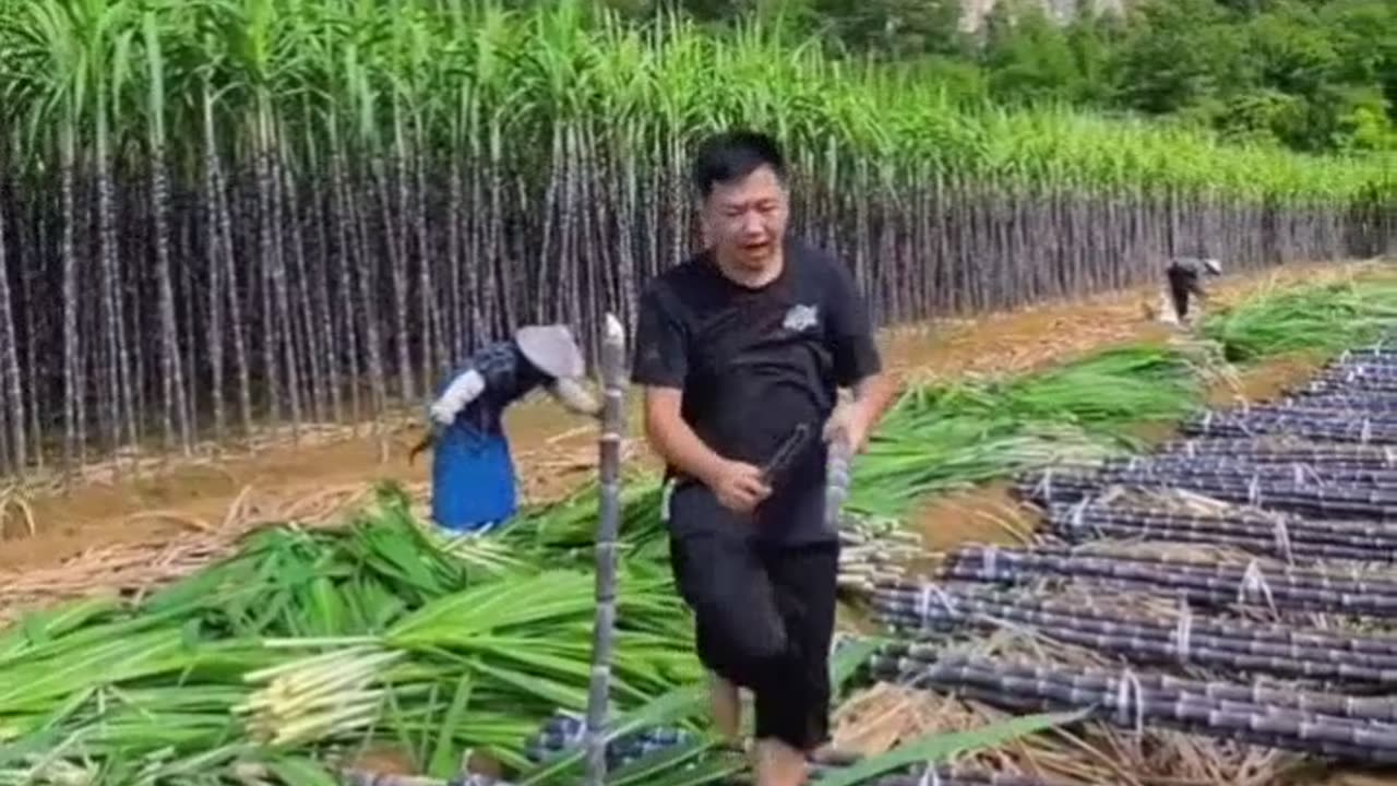 sugar cane field