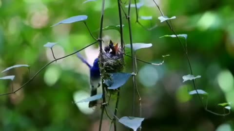 Parent birds feed their babies in the nest