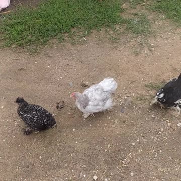 Cute little chickens 😍🐔🐤