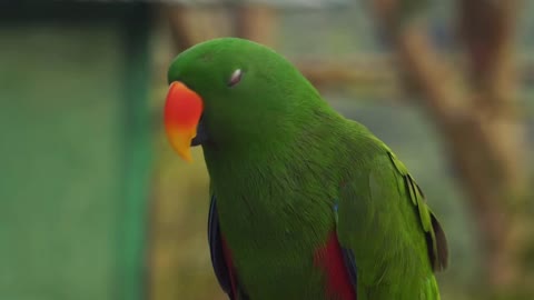 Cute parrot nice video