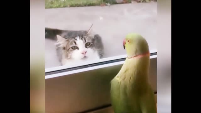 Crazy parrot and cat