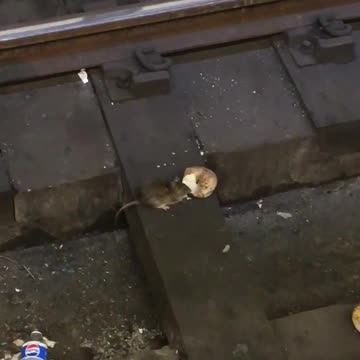 Rat eating bagel subway rail tracks