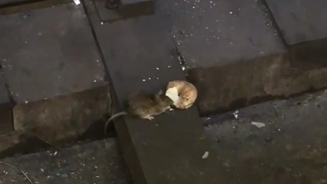 Rat eating bagel subway rail tracks